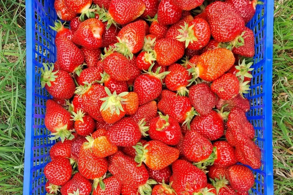 Le Jardin d'Armandine — photo 4