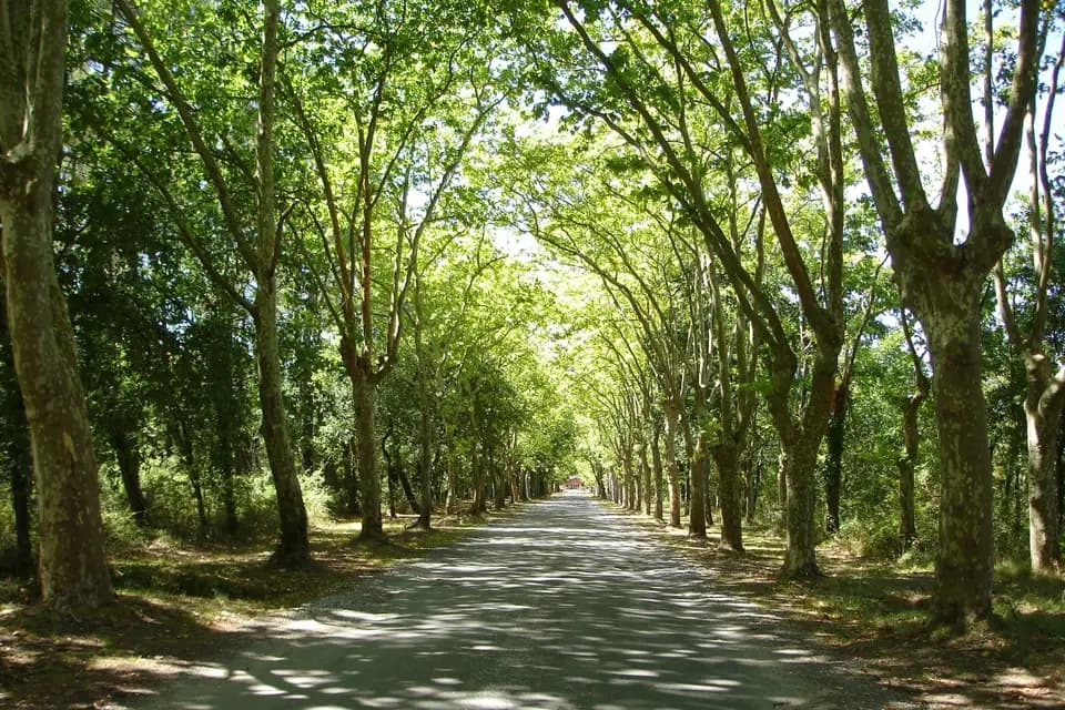 Domaine de la Forge — photo 8