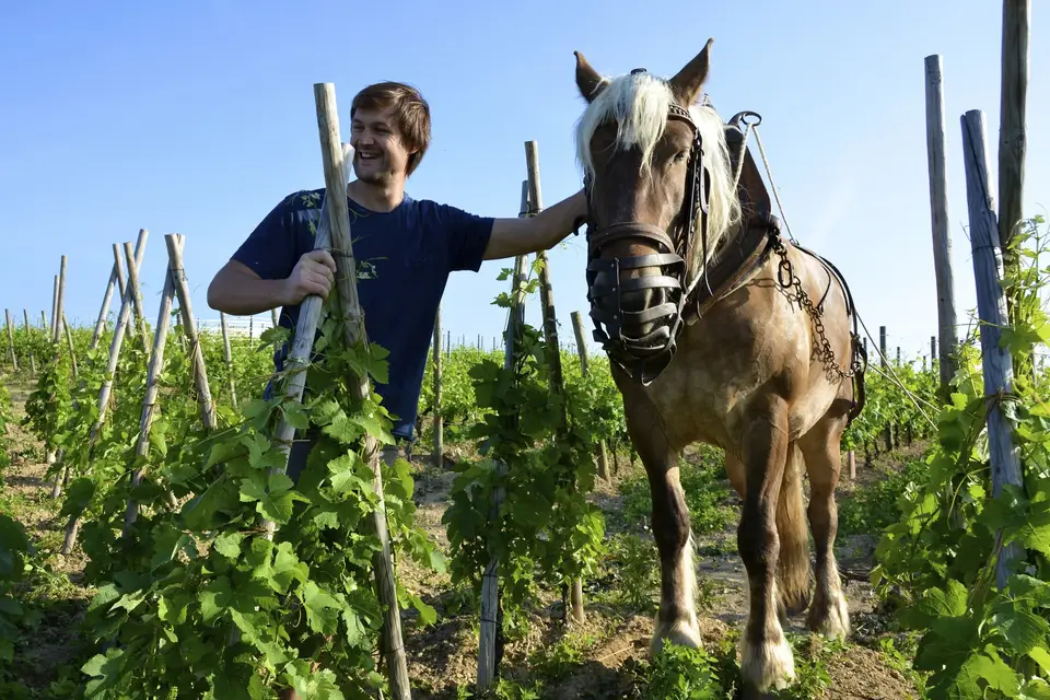 Les Coqs Trinqueurs — photo 5