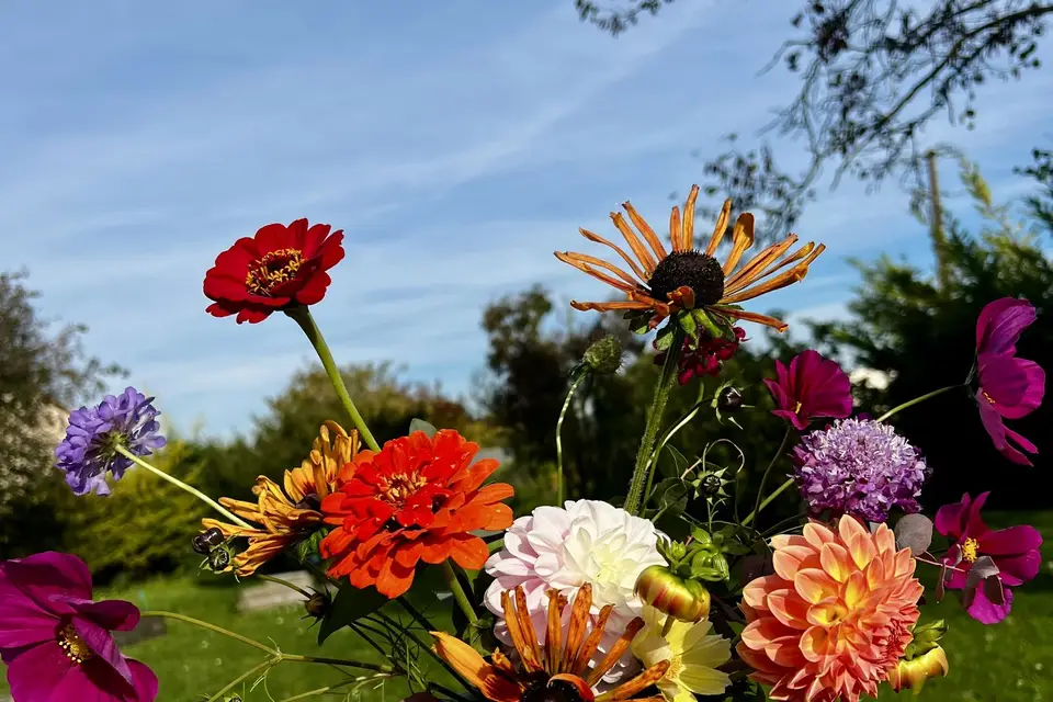 Les Pétales de Charlotte — photo 6