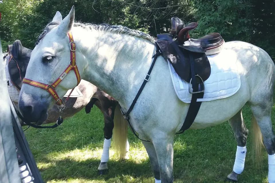 Equi Event — photo 8