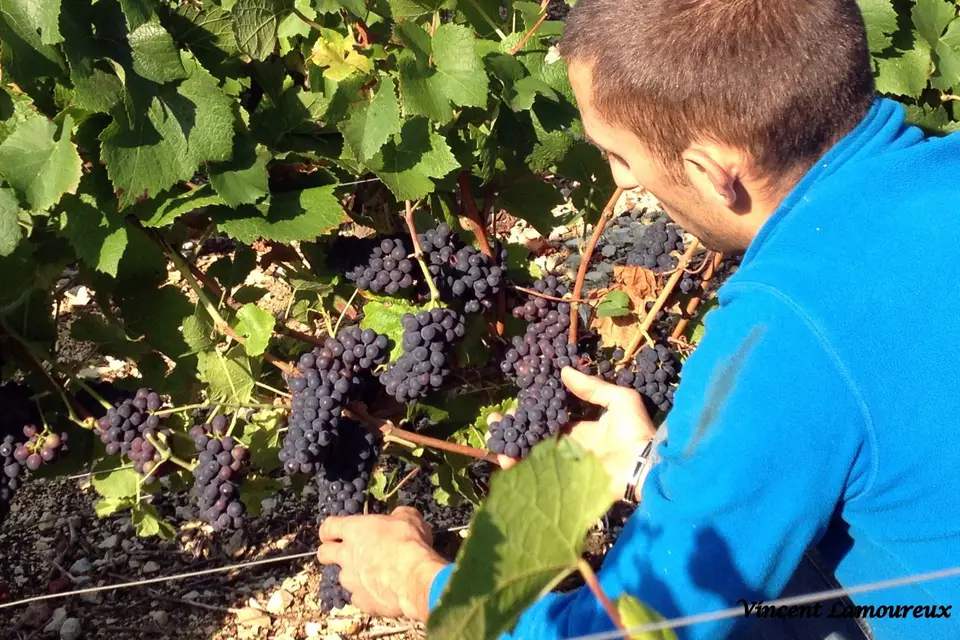 Vincent Lamoureux — photo 1