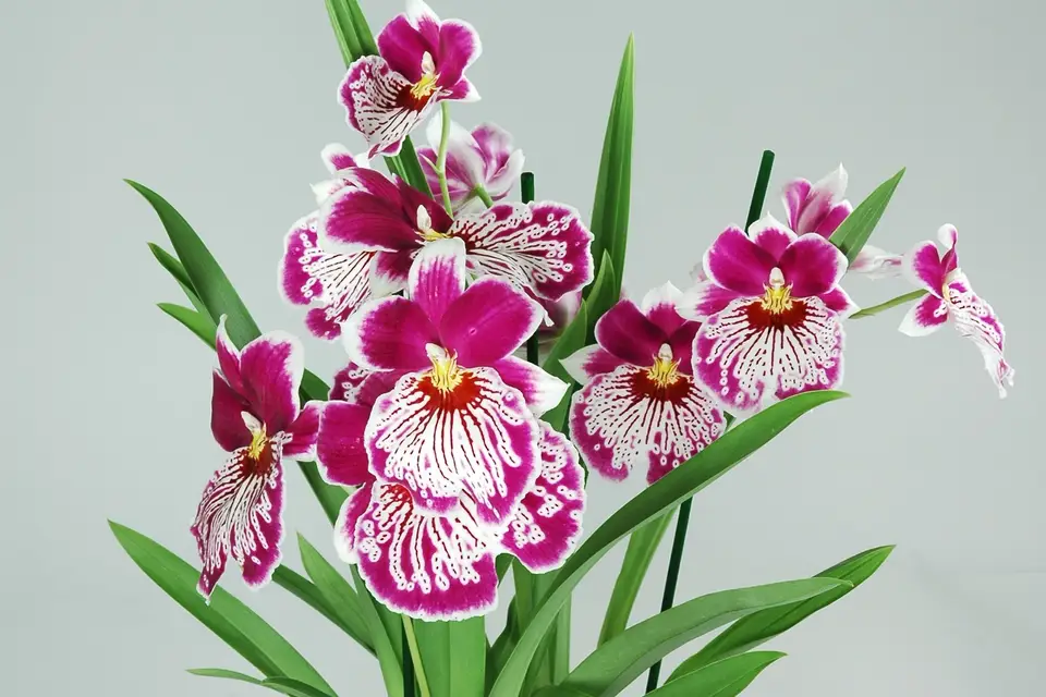 Fleurs et Sens — photo 3