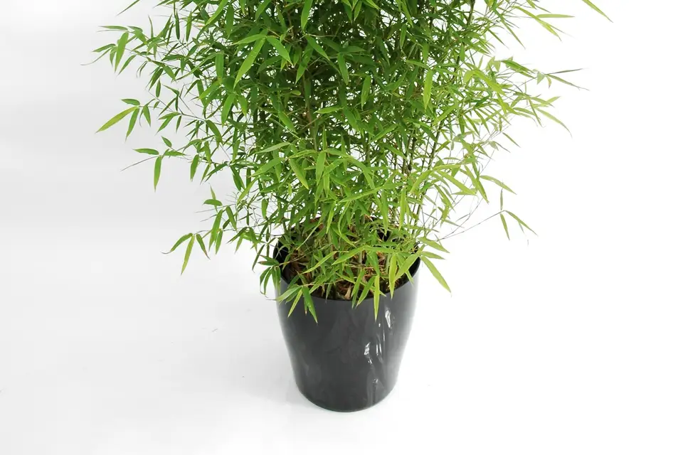 Fleurs et Sens — photo 1