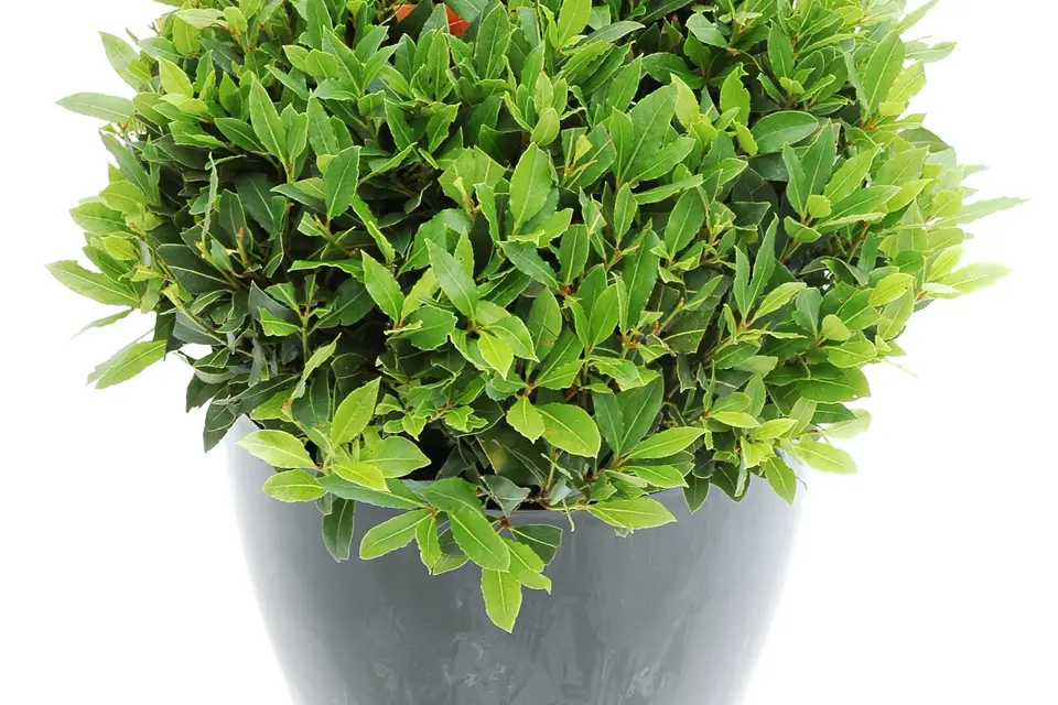 Fleurs et Sens — photo 2