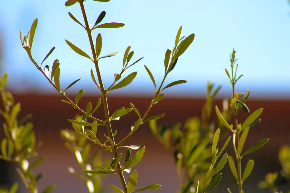 LG Emotion — photo 7