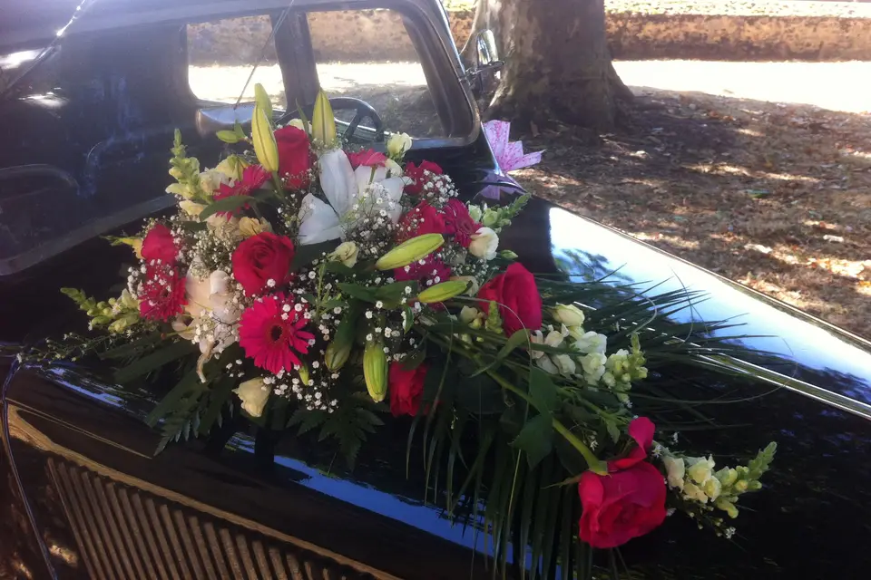 Passion Traction — photo 7