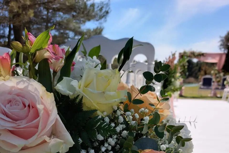 T.amoeventi — photo 3