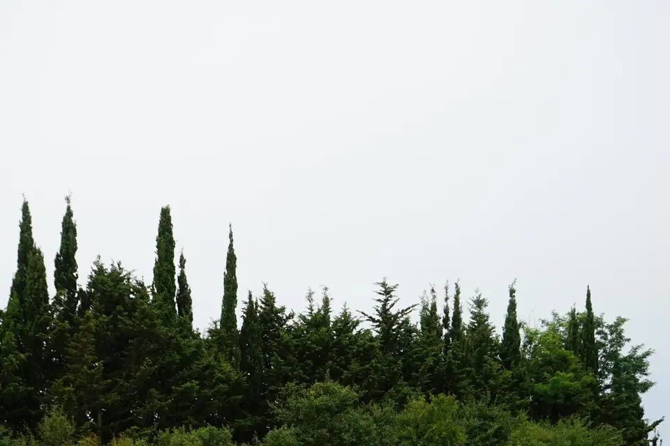 Famille et Fleurs — photo 6