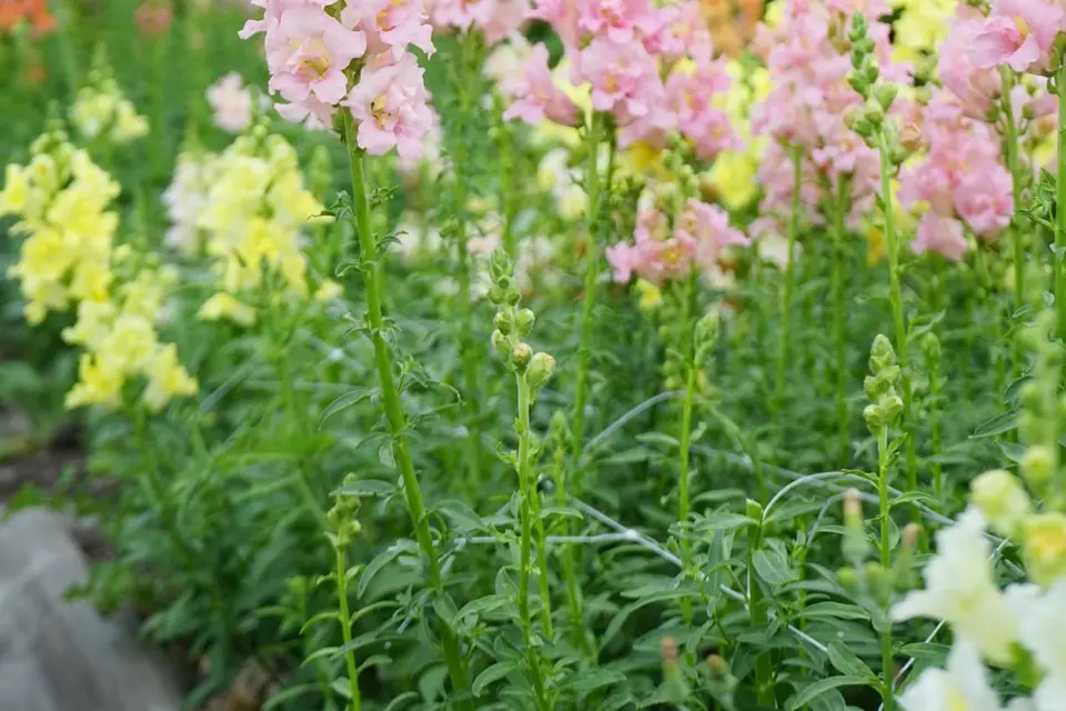 Famille et Fleurs — photo 1