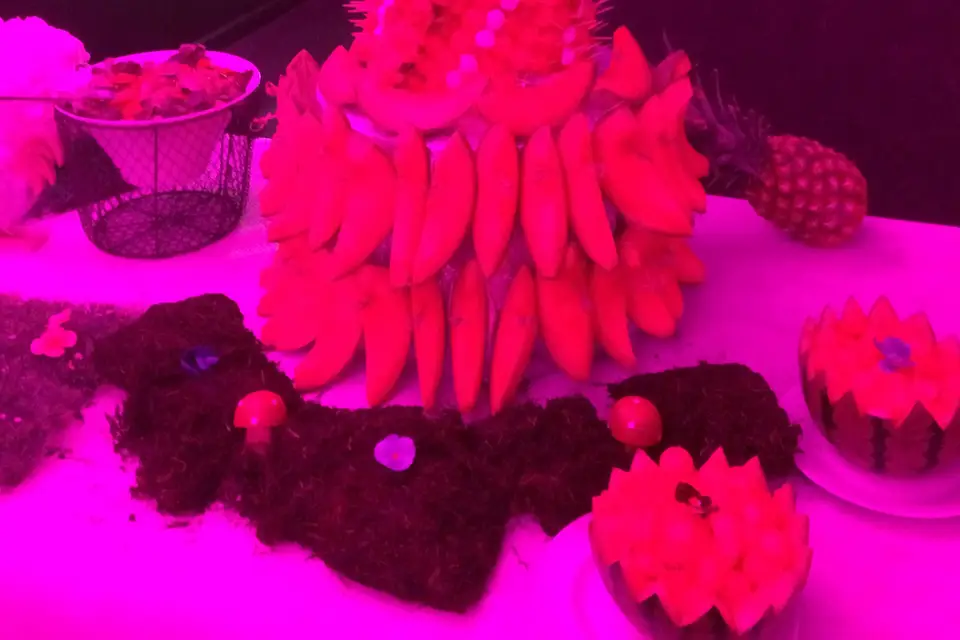 Traiteur Bach — photo 6