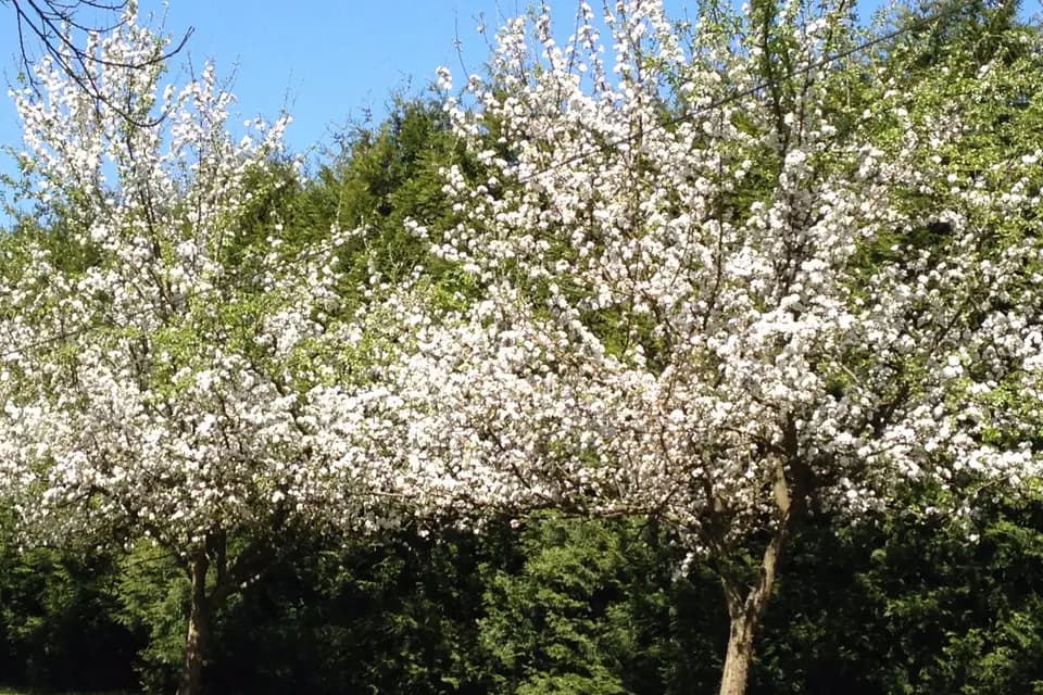 Le Domaine de la Chesnaie — photo 7