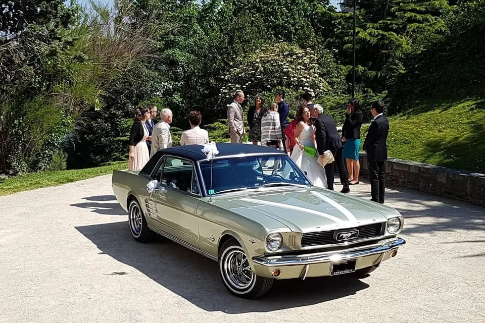 Mustang66 — photo 1
