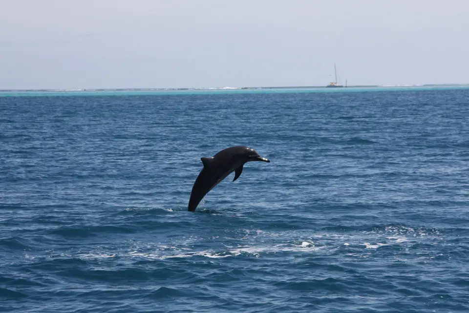 Delalande Voyages — photo 6