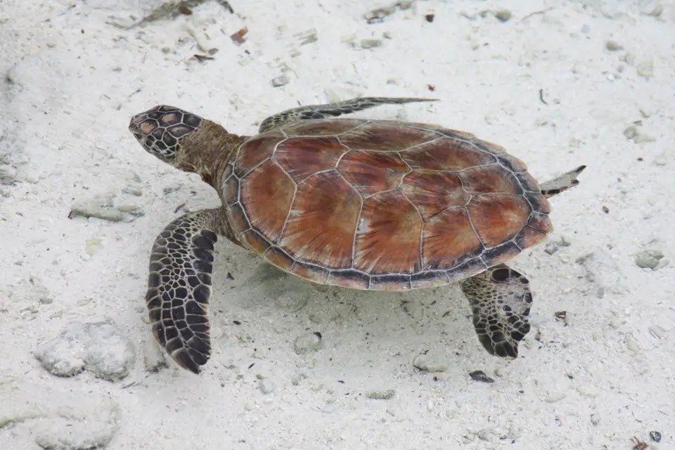 Delalande Voyages — photo 7