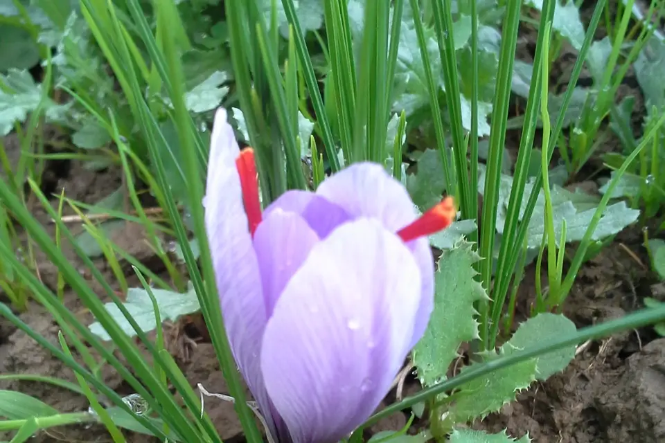 La Table de Sandorine — photo 6