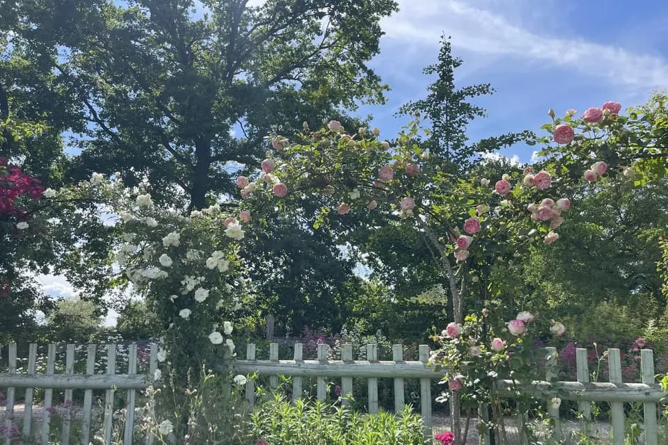 Le Champ des Fleurs — photo 4