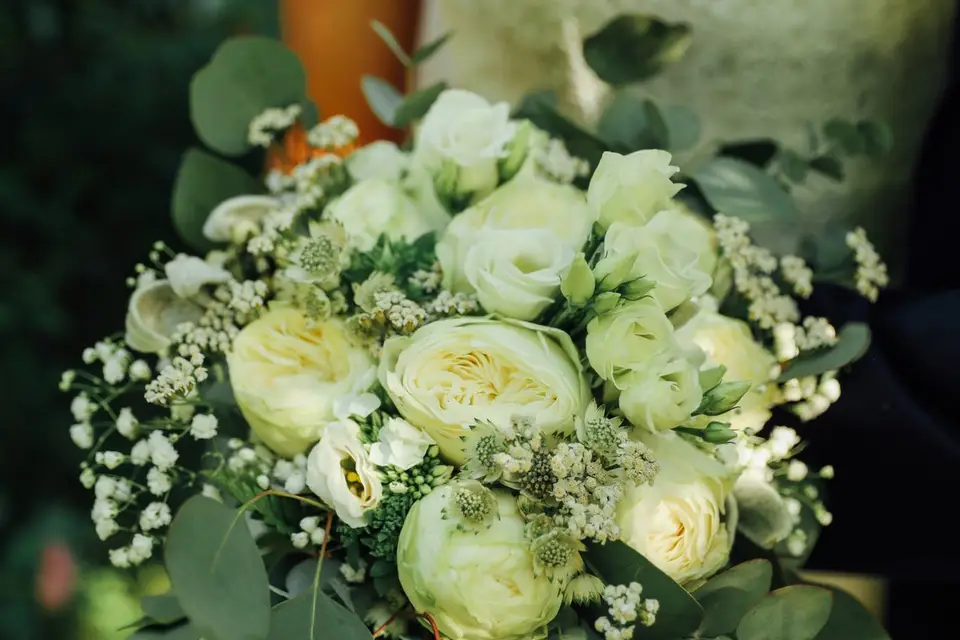 Trifolium — photo 6