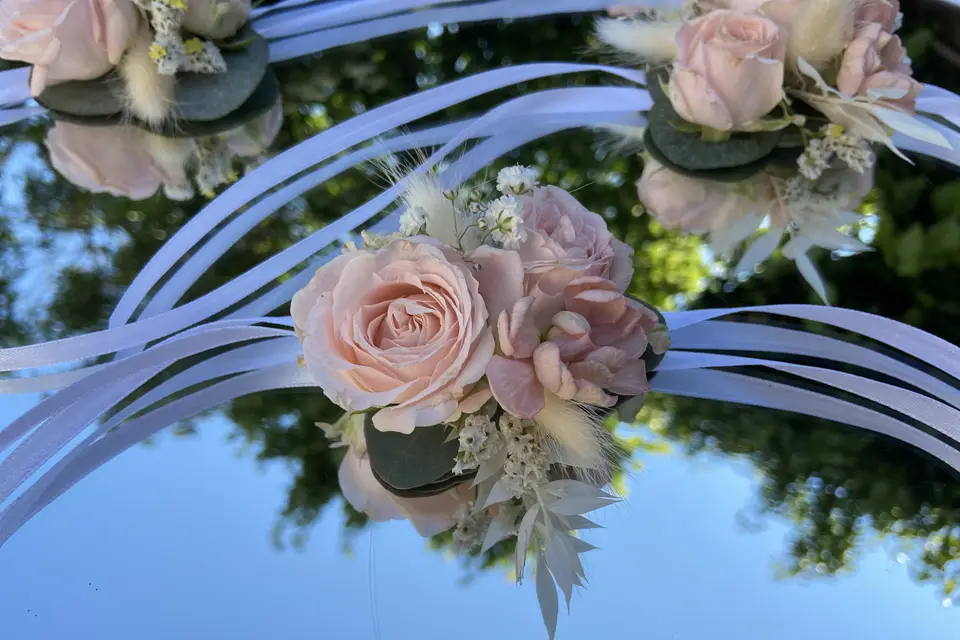 Trifolium — photo 8