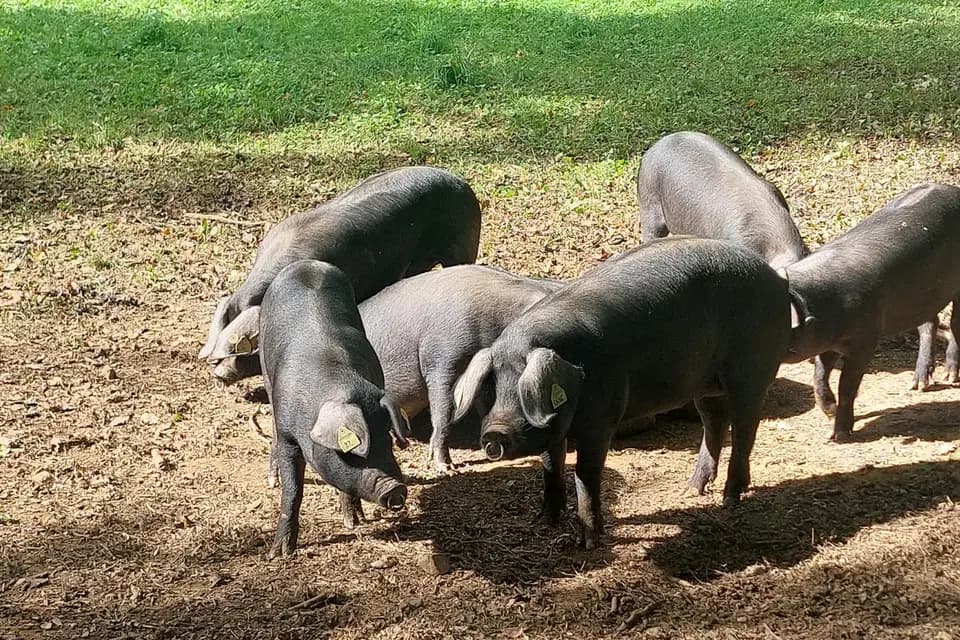 Lou Cambajou — photo 4