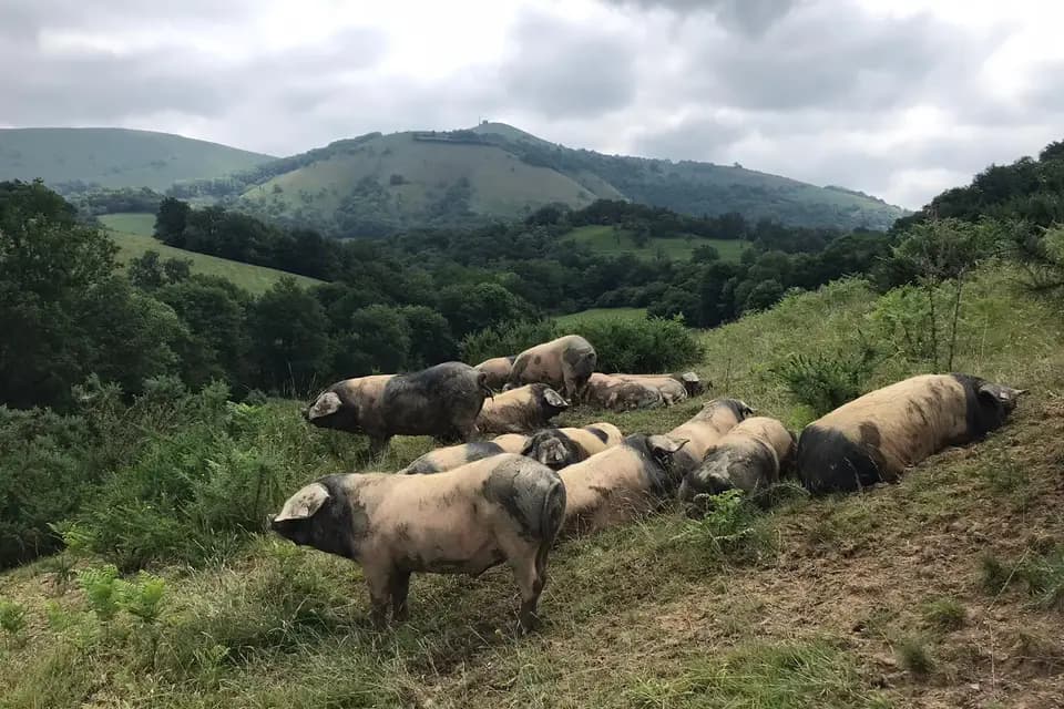 Lou Cambajou — photo 6