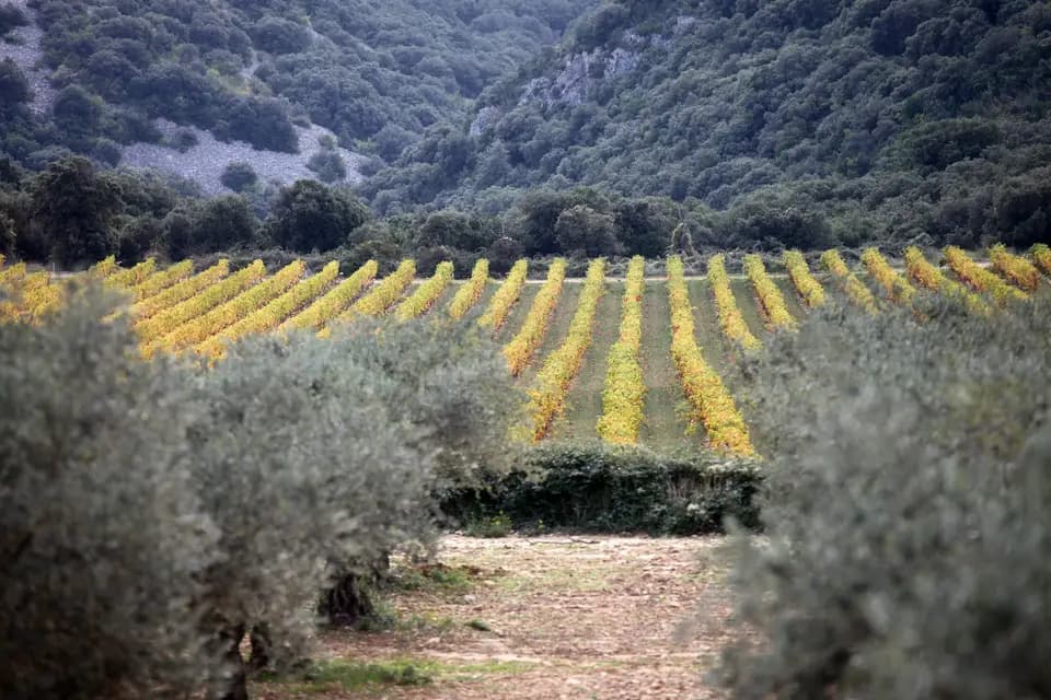 Château Les Amoureuses — photo 1