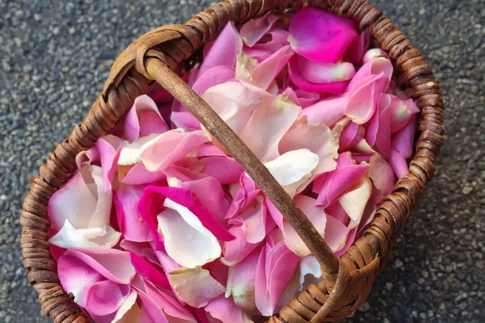 Hellébore — photo 8