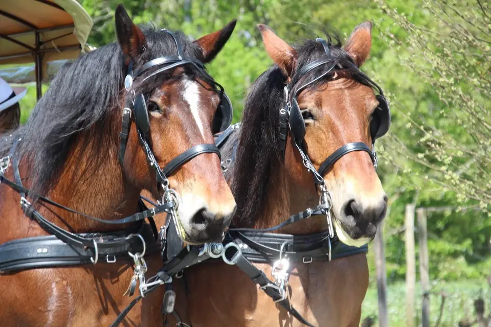 Les calèches de Marine