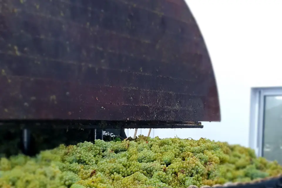 Champagne André Lenique — photo 8