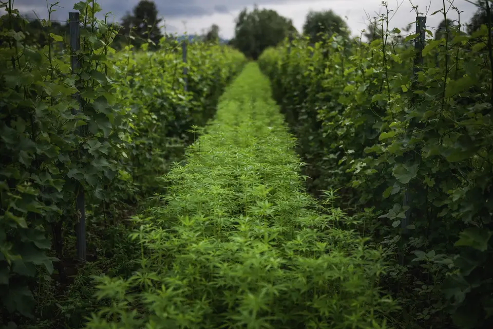 Domaine Armand Heitz — photo 8