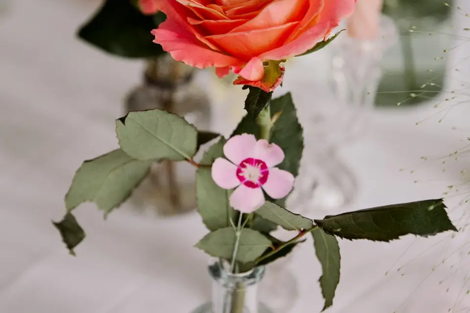 Aurore Végétale — photo 1