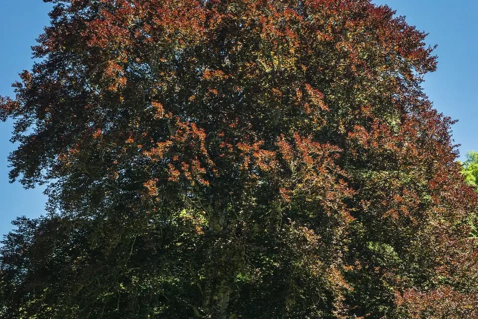 François Gillet — photo 6