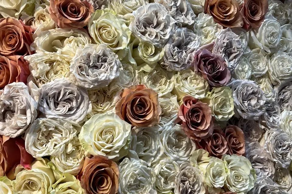 Backflowers — photo 1