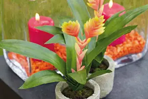 Les Fleuristes — photo 5