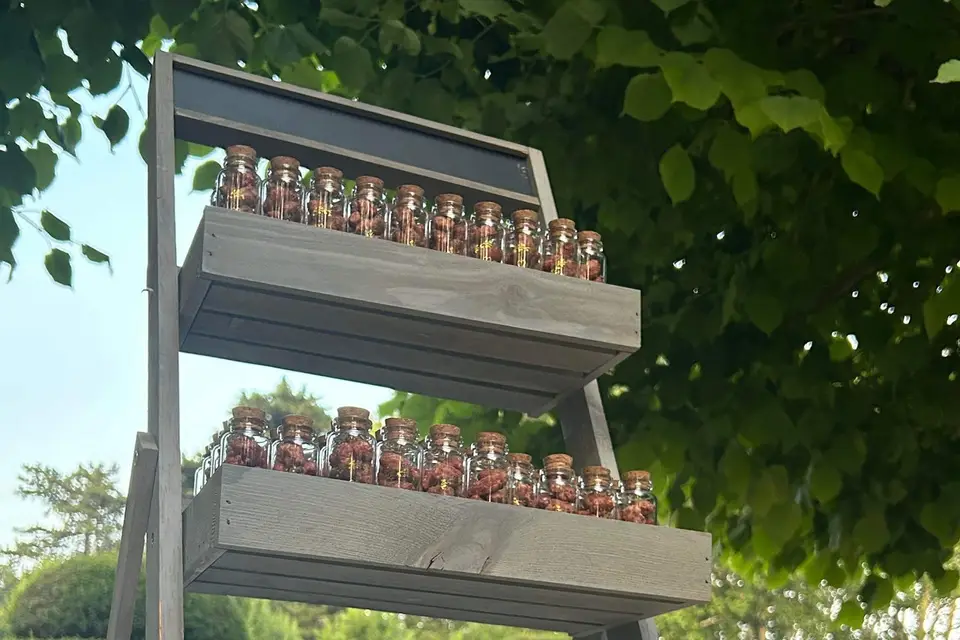 Chouchous Romaine — photo 2