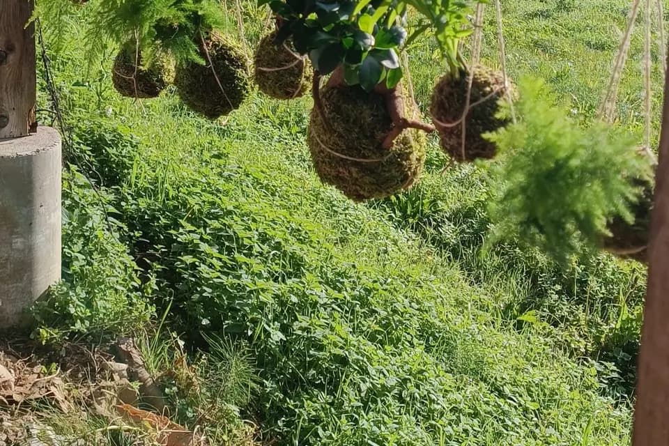 Koke No Mori — photo 8