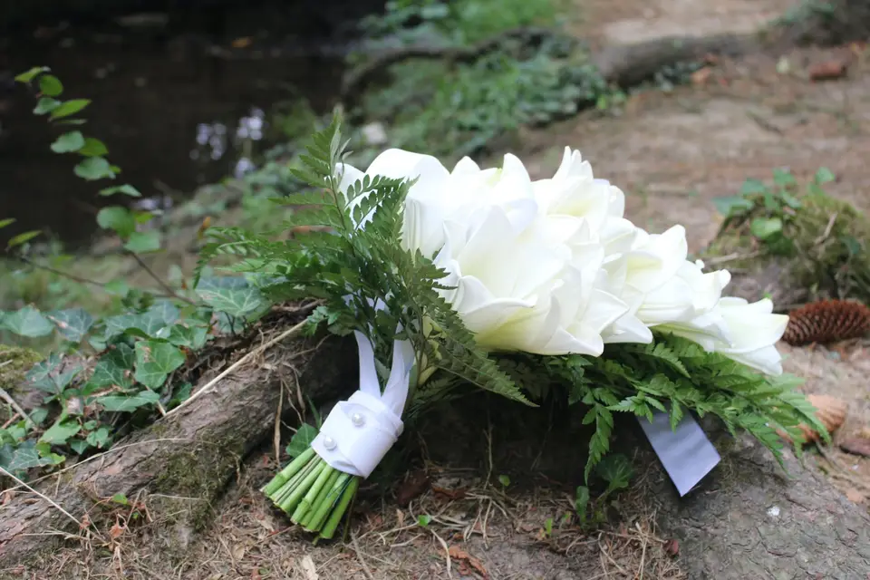 Eucalyptus — photo 5