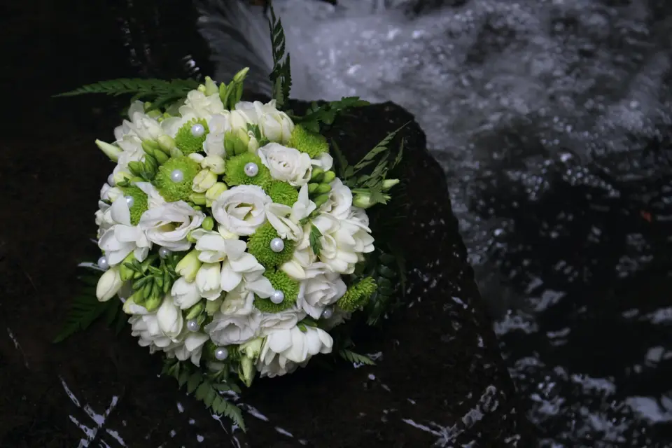 Eucalyptus — photo 8