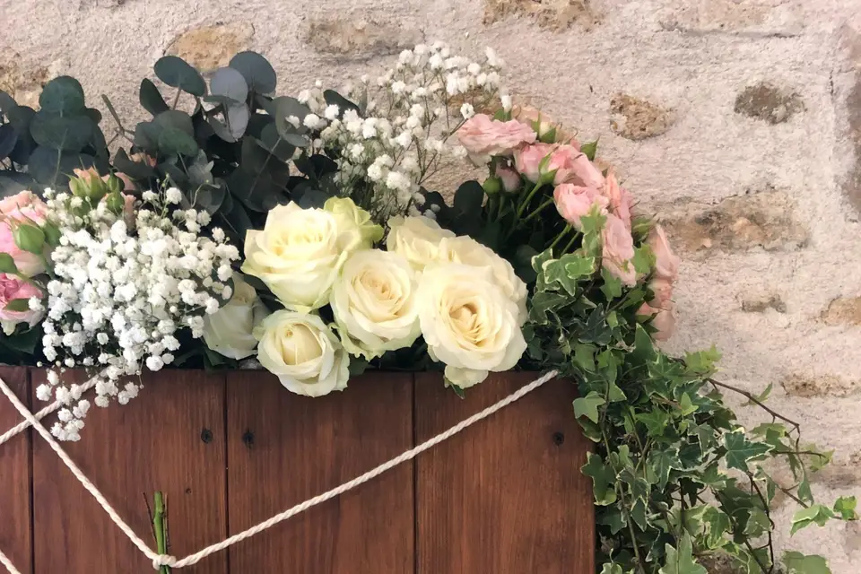 Eucalyptus — photo 1