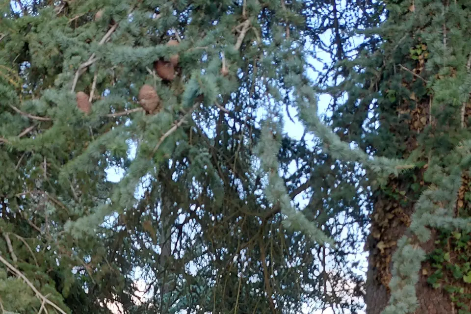 Les Cartes d'Alex — photo 2