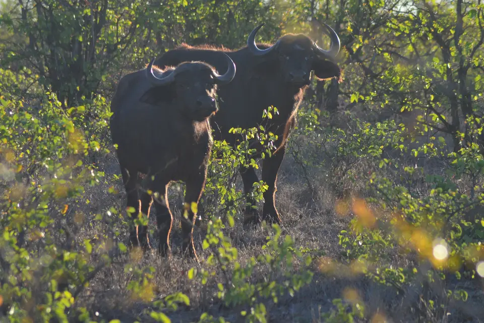 Le Bihan — photo 3