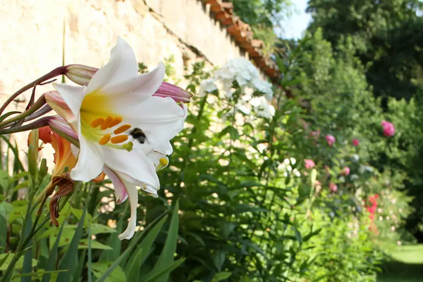 Le Domaine de Stanislas — photo 5