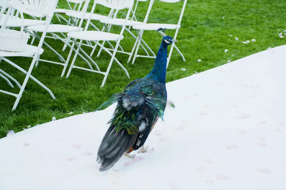 Ô Production — photo 4