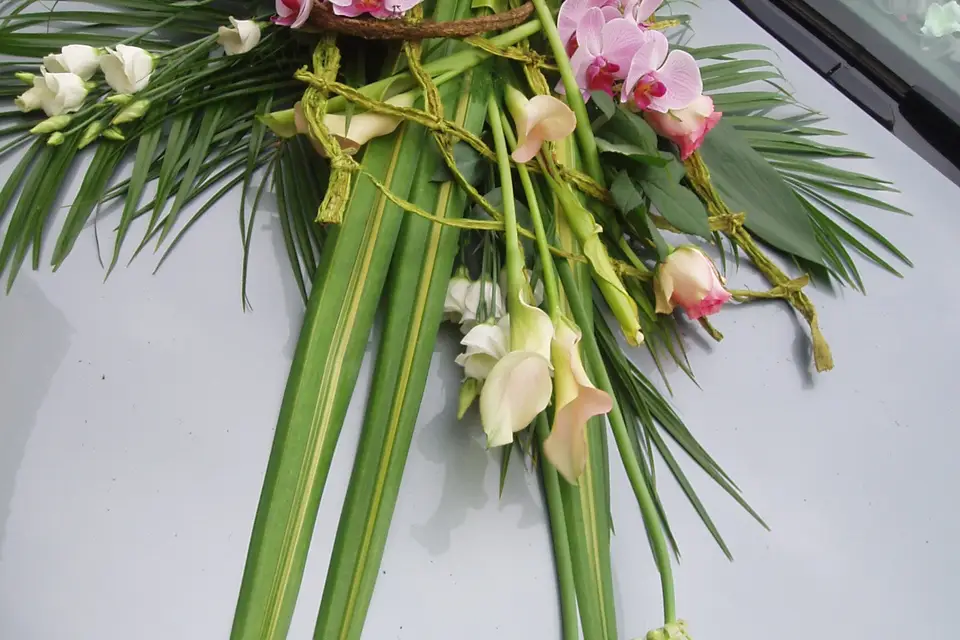 Pivoine et Pissenlit — photo 4