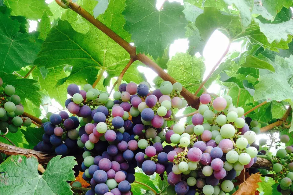 Domaine des Hautes Ouches — photo 7