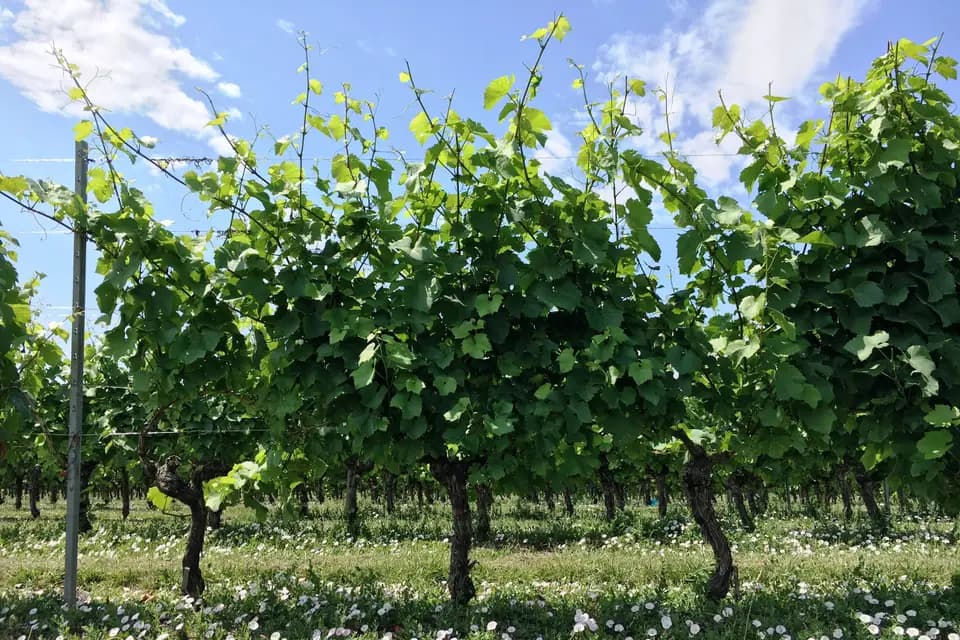 Domaine des Hautes Ouches — photo 5