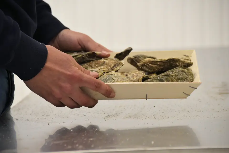 Autour de l'Huître — photo 2