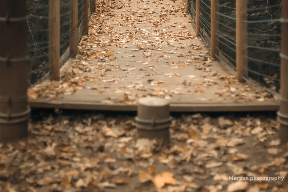 Morgan Photographie — photo 2