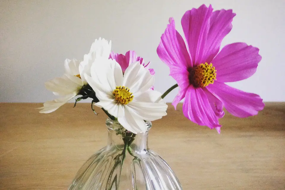 Les Petites Paillettes — photo 2