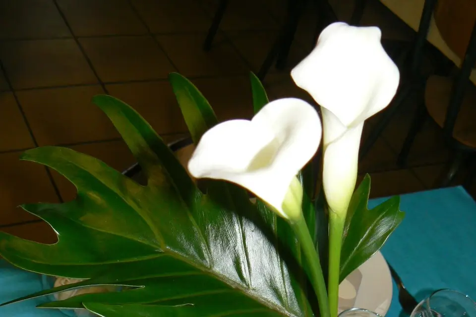 Adragence — photo 1